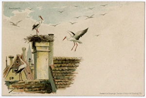 Arrival of the storks to their nest - Strasbourg Arrival of the storks to their nest - Strasbourg