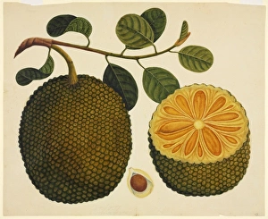 <b class=qtipBold><figcaption>Artocarpus sp</figcaption></b><br>Plate 826 from the John Reeves Collection of Botanical Drawings from Canton, China. Held in the Botany Library at the Natural History Museum, London. Date:<br><em>© Mary Evans / Natural History Museum</em> Artocarpus sp