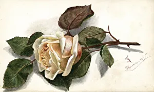 Artwork by Florence Auerbach, peach-coloured rose Artwork by Florence Auerbach, peach-coloured rose