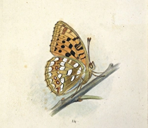 Arygynnis adippe, high brown fritillary Arygynnis adippe, high brown fritillary