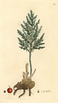 Asaragus from Sowerby's English Botany, London Asaragus from Sowerby's English Botany, London
