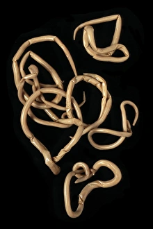 Inchworm Gallery: Ascaris lumbricoides, human roundworm