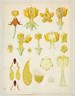Asclepias curassavica, Tropical milkweed - London, Natural History Museum, Botany Library Asclepias curassavica, Tropical milkweed - London, Natural History Museum, Botany Library