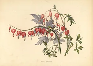 Asian bleeding heart, Lamprocapnos spectabilis Asian bleeding heart, Lamprocapnos spectabilis