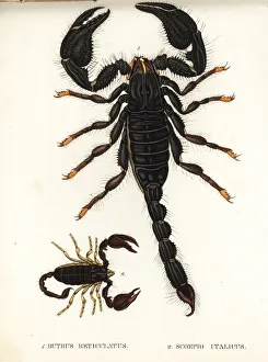 Asian blue forest scorpion and Italian scorpion Asian blue forest scorpion and Italian scorpion