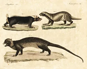 Asian palm civet, greater grison, and Sunda stink badger Asian palm civet, greater grison, and Sunda stink badger