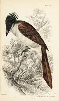 Flycatcher Gallery: Asian paradise-flycatcher (Himalayan), Terpsiphone