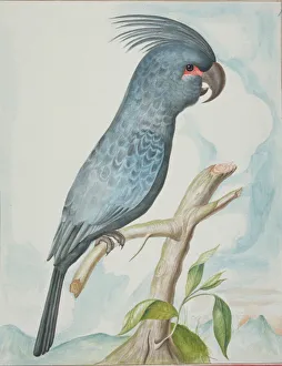 An Asian parrot illustration An Asian parrot illustration