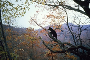 Asiatic Black Bear