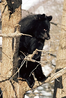 Asiatic Black BEAR - Japanese subspecies - perched in tree Asiatic Black BEAR - Japanese subspecies - perched in tree