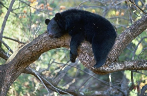 Asiatic Black bear - resting in tree Asiatic Black bear - resting in tree