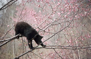 Asiatic Black bear - in tree with blossom Asiatic Black bear - in tree with blossom
