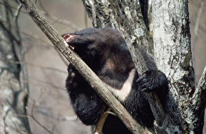 Asiatic Black bear - in tree eating bark Asiatic Black bear - in tree eating bark