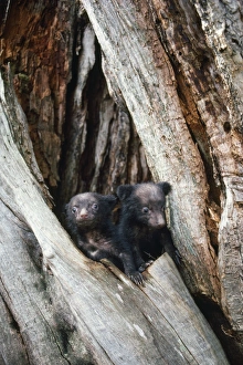 Asiatic Black Bear - young. Japanese sub species Asiatic Black Bear - young. Japanese sub species