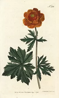 Sansom Gallery: Asiatic globe-flower, Trollius asiaticus