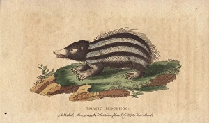 Asiatic hedgehog, tanrec or tailless tendrac Asiatic hedgehog, tanrec or tailless tendrac