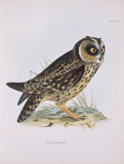 Asio flammeus galapagoensis, short-eared owl Asio flammeus galapagoensis, short-eared owl