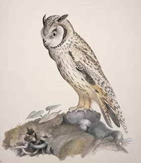 Mottled Owl Gallery: Asio otus, long-eared owl