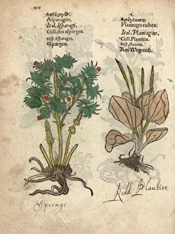Asparagus, Asparagus officinalis, and red Asparagus, Asparagus officinalis, and red