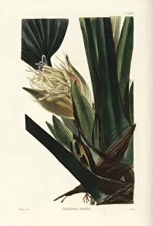 Latifolia Gallery: Asplundia latifolia orchid