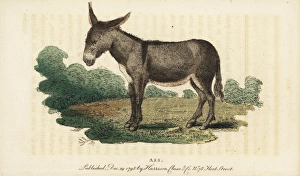 Ass or donkey, Equus africanus asinus Ass or donkey, Equus africanus asinus