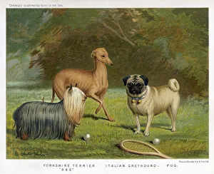 Breeds Gallery: Assorted Toy Dogs