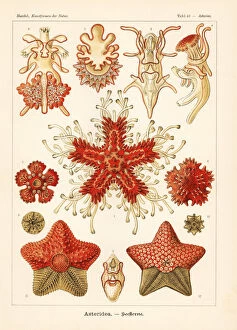 Adolf Gallery: Asteriidae starfish