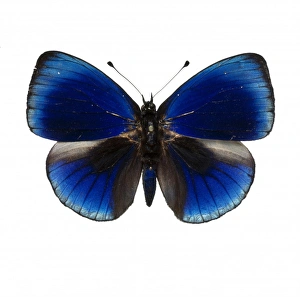 <b class=qtipBold><figcaption>Asterope leprieuri, butterfly</figcaption></b><br>The upperside of the Asterope leprieuri butterfly, Family Nymphalidae (Nymphalinae). Photographed by Harry Taylor. Date:<br><em>© Mary Evans / Natural History Museum</em> Asterope leprieuri, butterfly