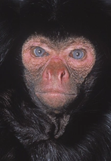Ateles paniscus, black spider monkey Ateles paniscus, black spider monkey