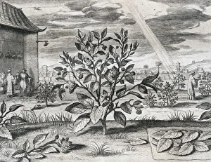 Athanasius Kircher (1601/16021680). German Jesuit scholar C Athanasius Kircher (1601/16021680). German Jesuit scholar C