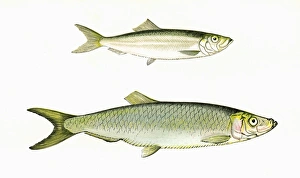 Atherina presbyter and Atherina boyeri Atherina presbyter and Atherina boyeri