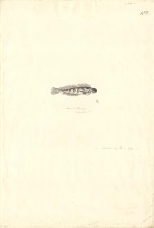 Atherinomorus lacunosus, hardyhead silverside Atherinomorus lacunosus, hardyhead silverside