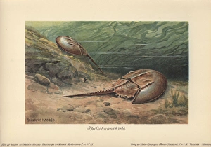 The Atlantic horseshoe crab (Limulus polyphemus) The Atlantic horseshoe crab (Limulus polyphemus)
