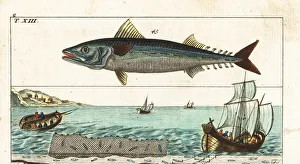 Atlantic mackerel, and fishing methods with line and net Atlantic mackerel, and fishing methods with line and net