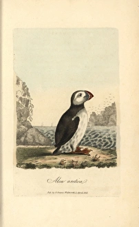 Atlantic puffin, Alca arctica Atlantic puffin, Alca arctica