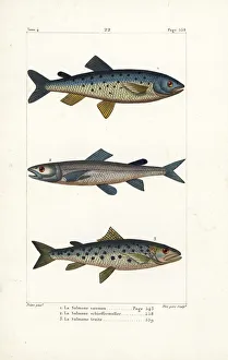 Atlantic salmon, extinct silver salmon and sea trout Atlantic salmon, extinct silver salmon and sea trout