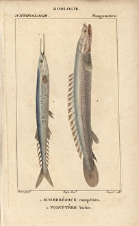 S Gallery: Saury Collection
