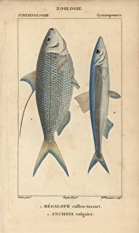 Atlantic thread herring, Opisthonema oglinum Atlantic thread herring, Opisthonema oglinum