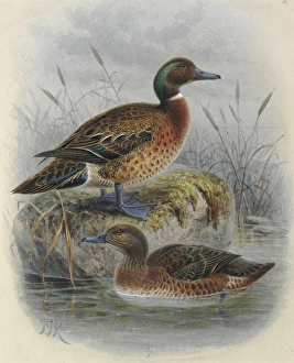 Auckland Island Teal (male) and Brown Teal Auckland Island Teal (male) and Brown Teal