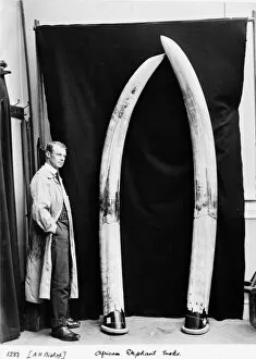 Passerine Gallery: Augustus H. Bishop with elephant tusks, May 1912