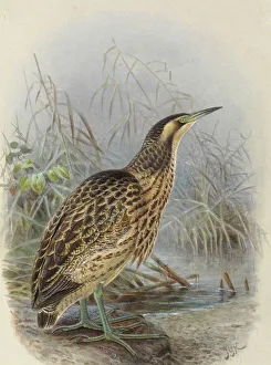 Australasian Bittern 'Matuku Hrepo' Australasian Bittern 'Matuku Hrepo'