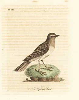 Australasian pipit, Anthus novaeseelandiae Australasian pipit, Anthus novaeseelandiae