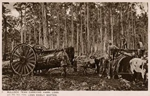 Pull Gallery: Australia - Bullock teams carrying huge Karri logs