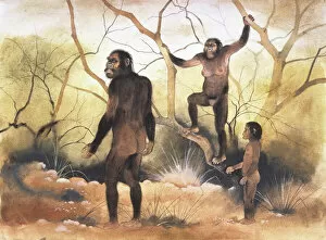 Haplorhini Gallery: Australopithecus afarensis