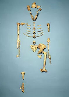 Related Images Collection: Australopithecus afarensis (AL 288-1) (Lucy)