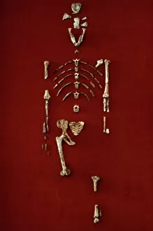 Hominid Gallery: Australopithecus afarensis (AL 288-1) (Lucy)