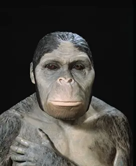 Australopithecus africanus Adult Female Model Head Print