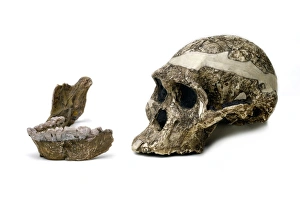 Australopithecus africanus cranium & mandible (Sts 5) Australopithecus africanus cranium & mandible (Sts 5)