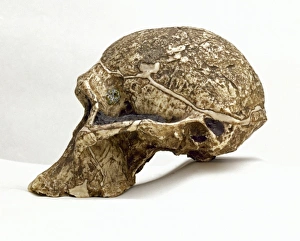 Australopithecus africanus cranium (Sts 5) Australopithecus africanus cranium (Sts 5)