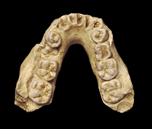 Australopithecus africanus mandible (MLD 2) Australopithecus africanus mandible (MLD 2)